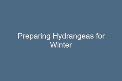 Preparing Hydrangeas for Winter