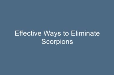 Effective Ways to Eliminate Scorpions