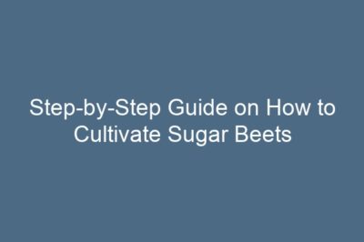 Step-by-Step Guide on How to Cultivate Sugar Beets