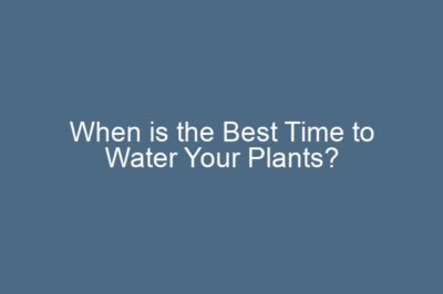 When is the Best Time to Water Your Plants?