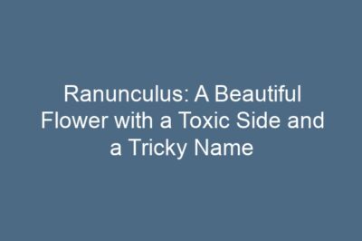 Ranunculus: A Beautiful Flower with a Toxic Side and a Tricky Name