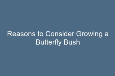 Reasons to Consider Growing a Butterfly Bush