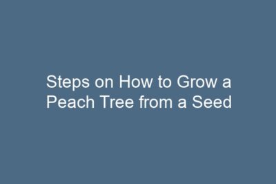 Steps on How to Grow a Peach Tree from a Seed