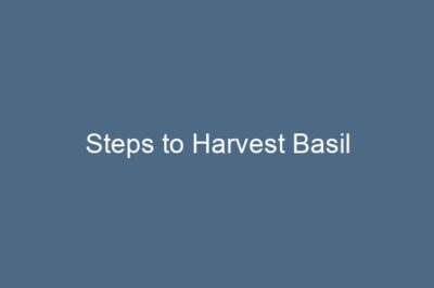 Steps to Harvest Basil