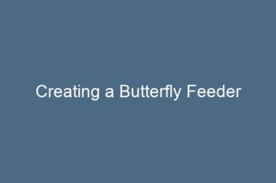 Creating a Butterfly Feeder
