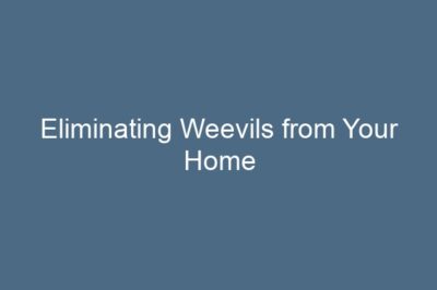 Eliminating Weevils from Your Home